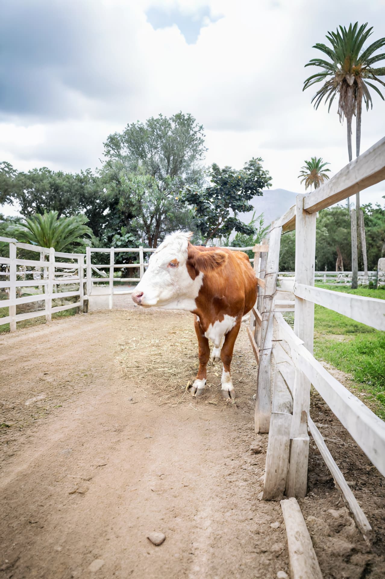 Vaca en Sisicaya
