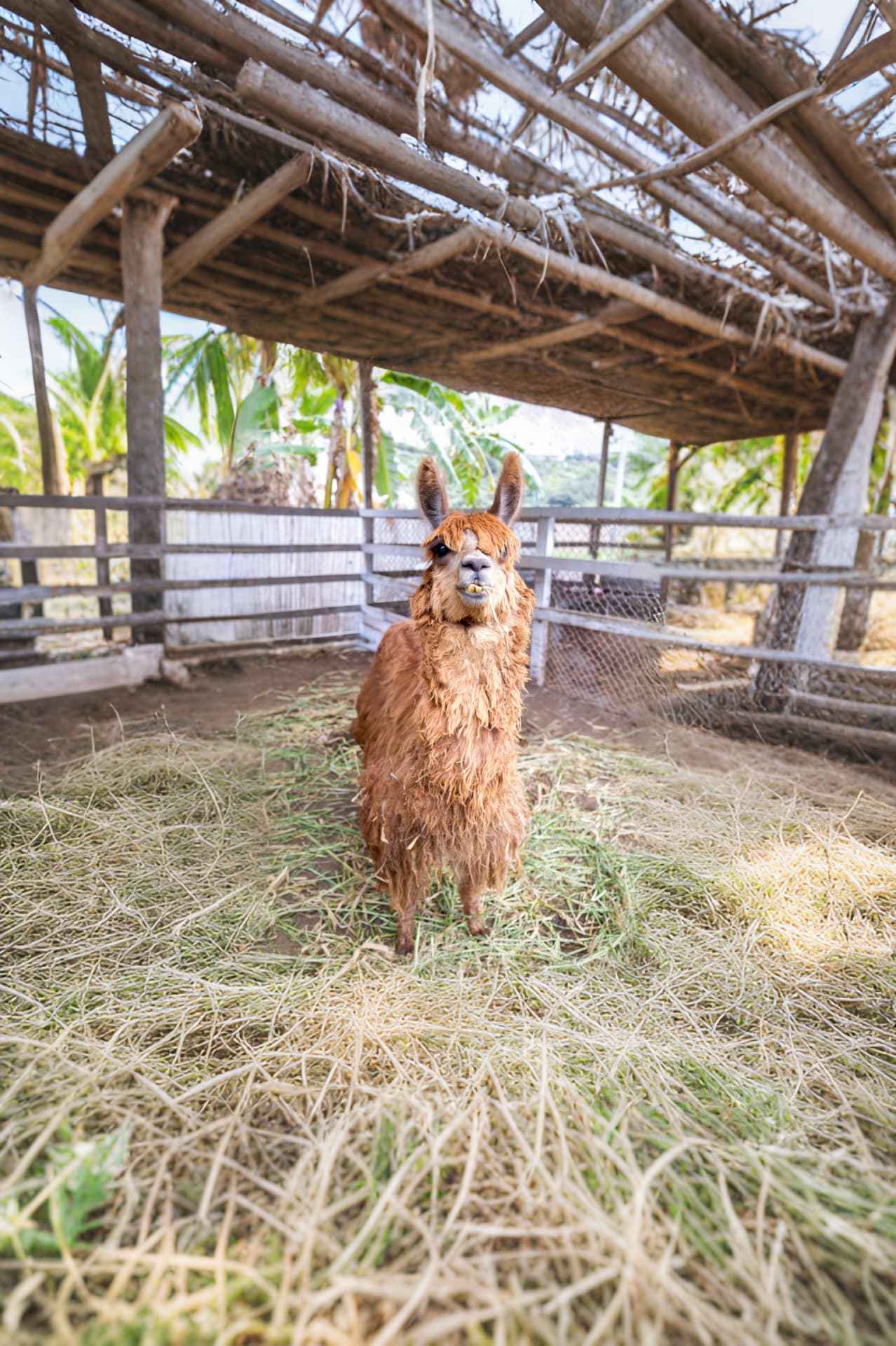 Llama en Sisicaya